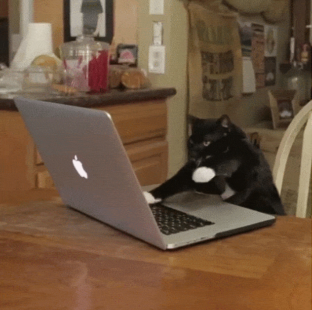 chat tape à l'ordinateur